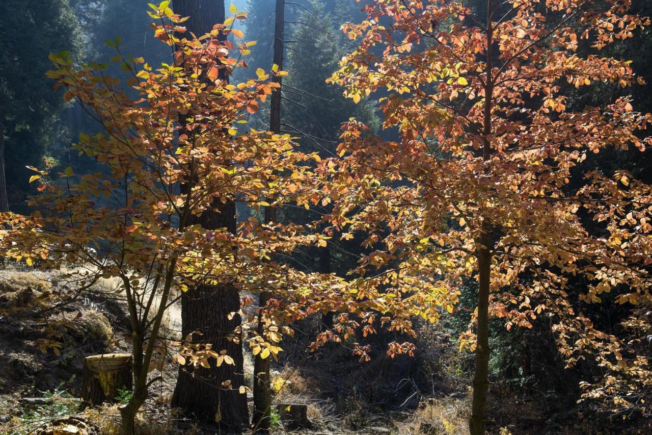 Boulder Ridge Villa Yosemite West Luaran gambar